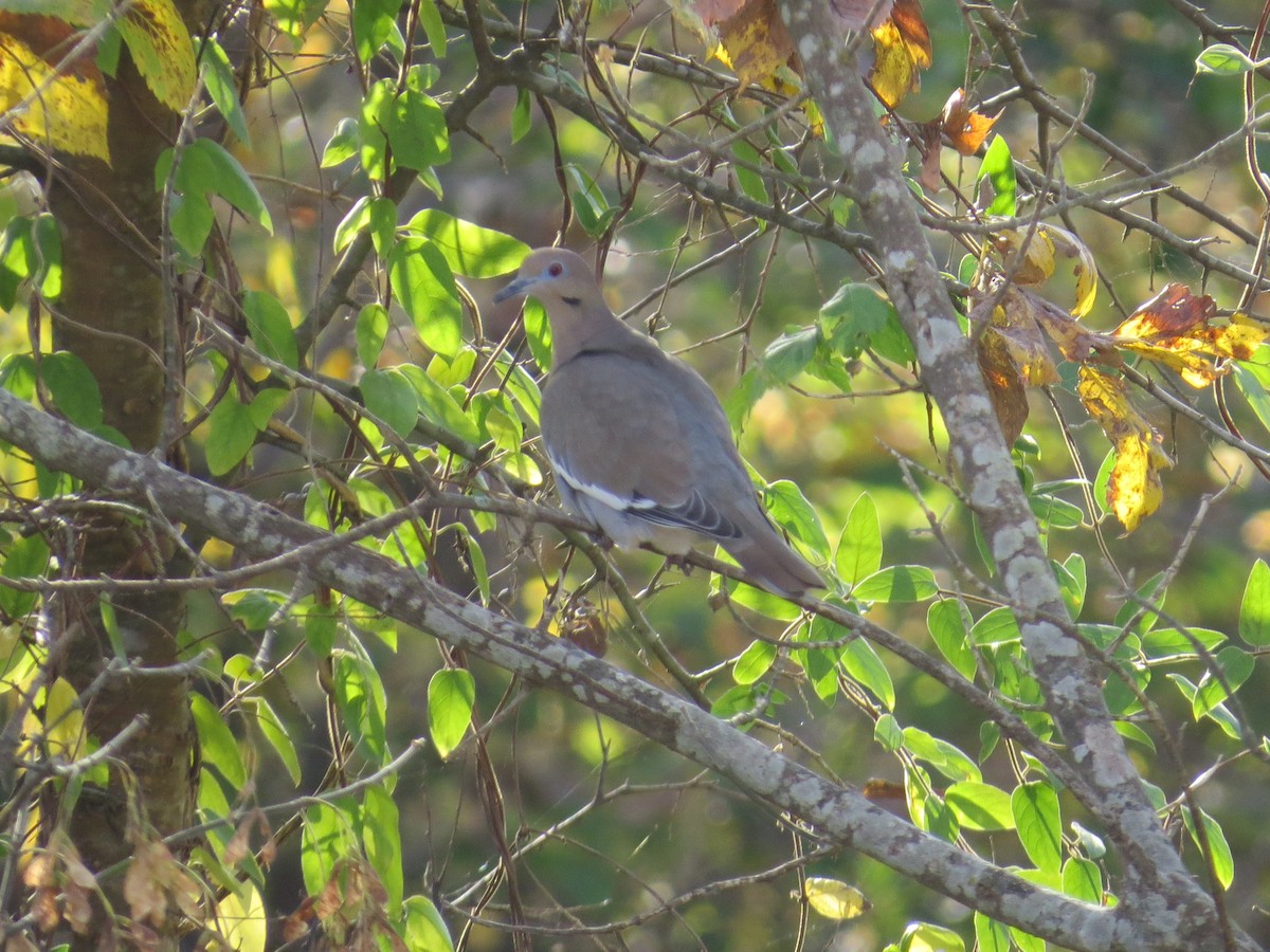 White-winged Dove - ML645369713