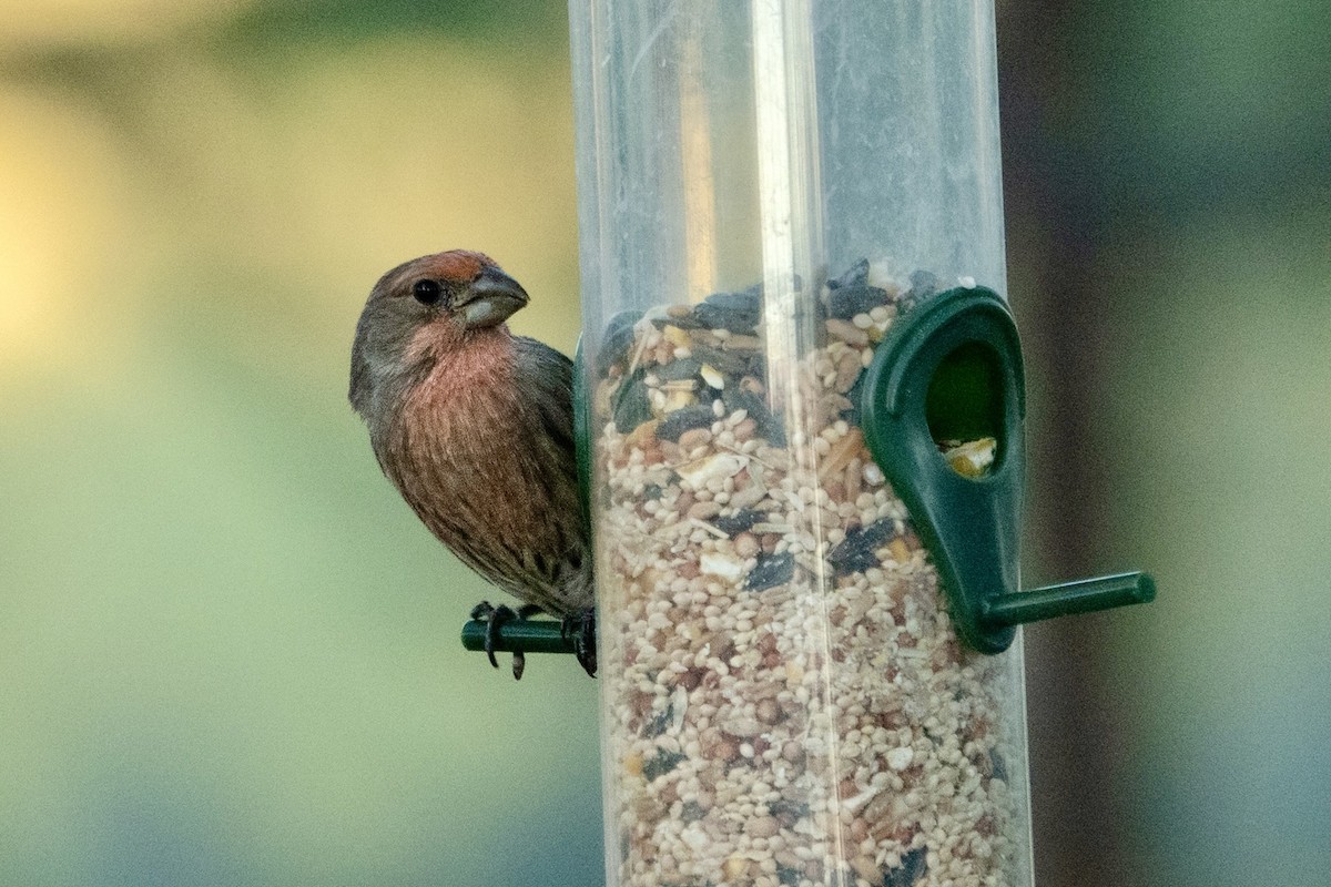 House Finch - ML645369714