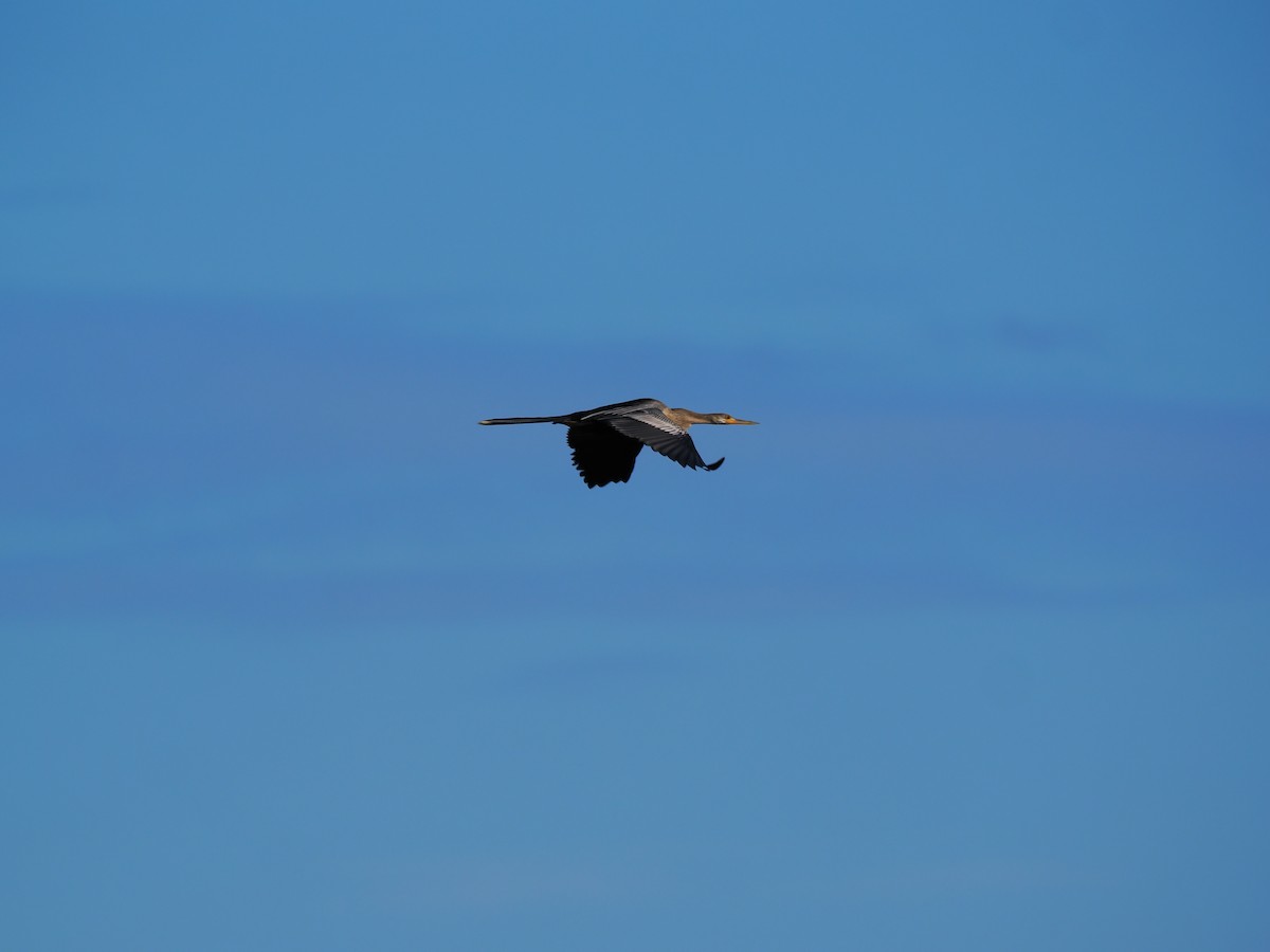 Anhinga amerikarra - ML645369715