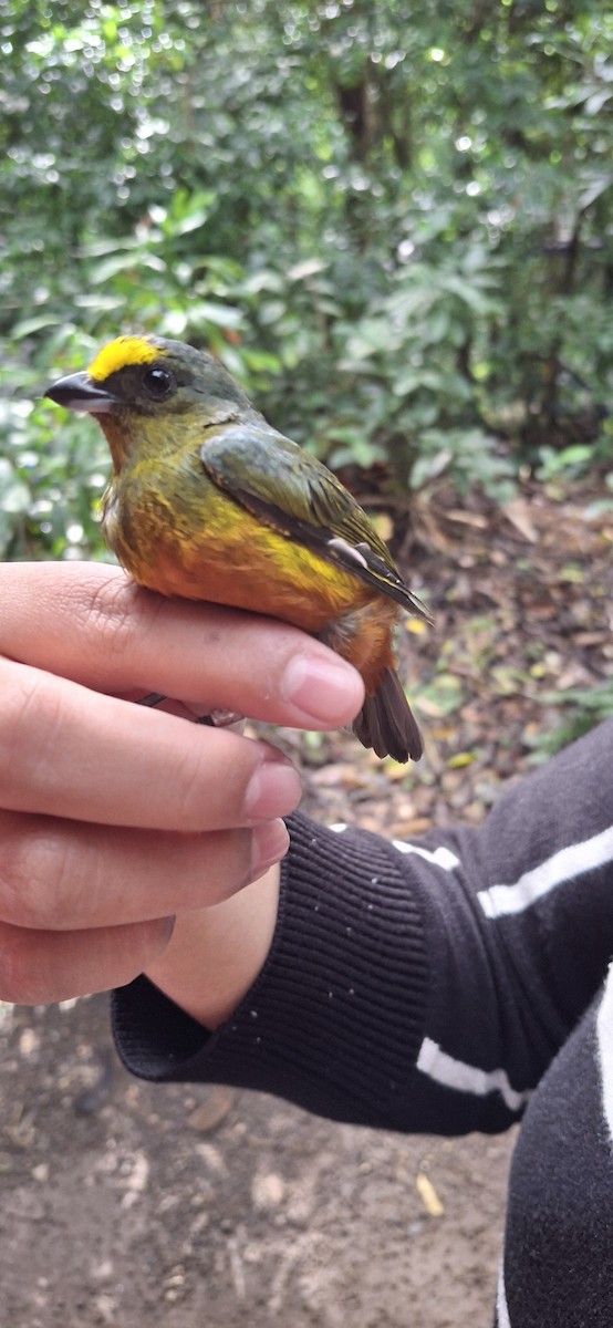 Olive-backed Euphonia - ML645369731
