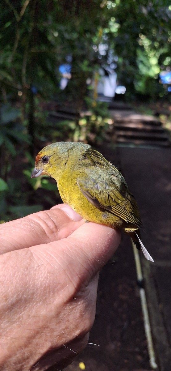 Olive-backed Euphonia - ML645369732