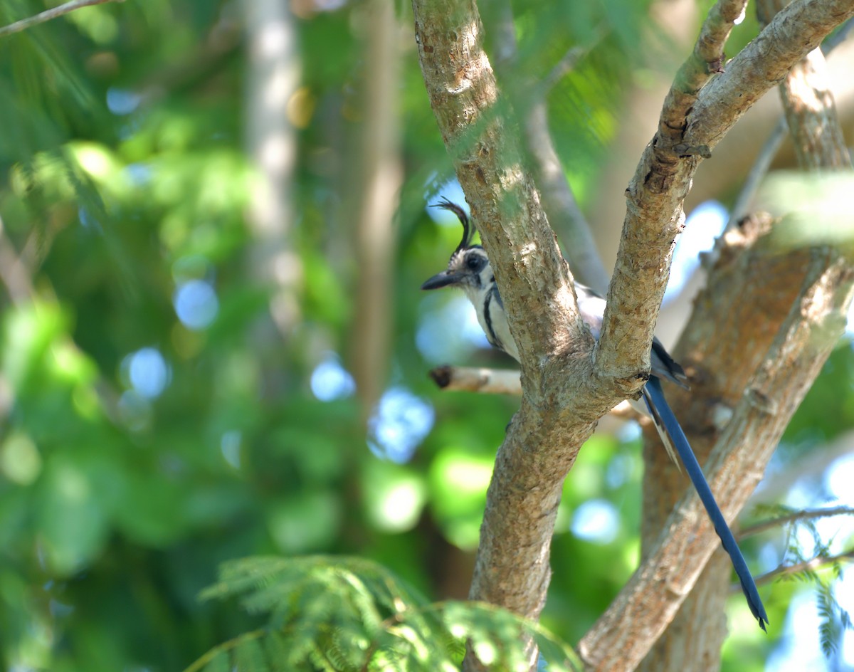 White-throated Magpie-Jay - ML645369737
