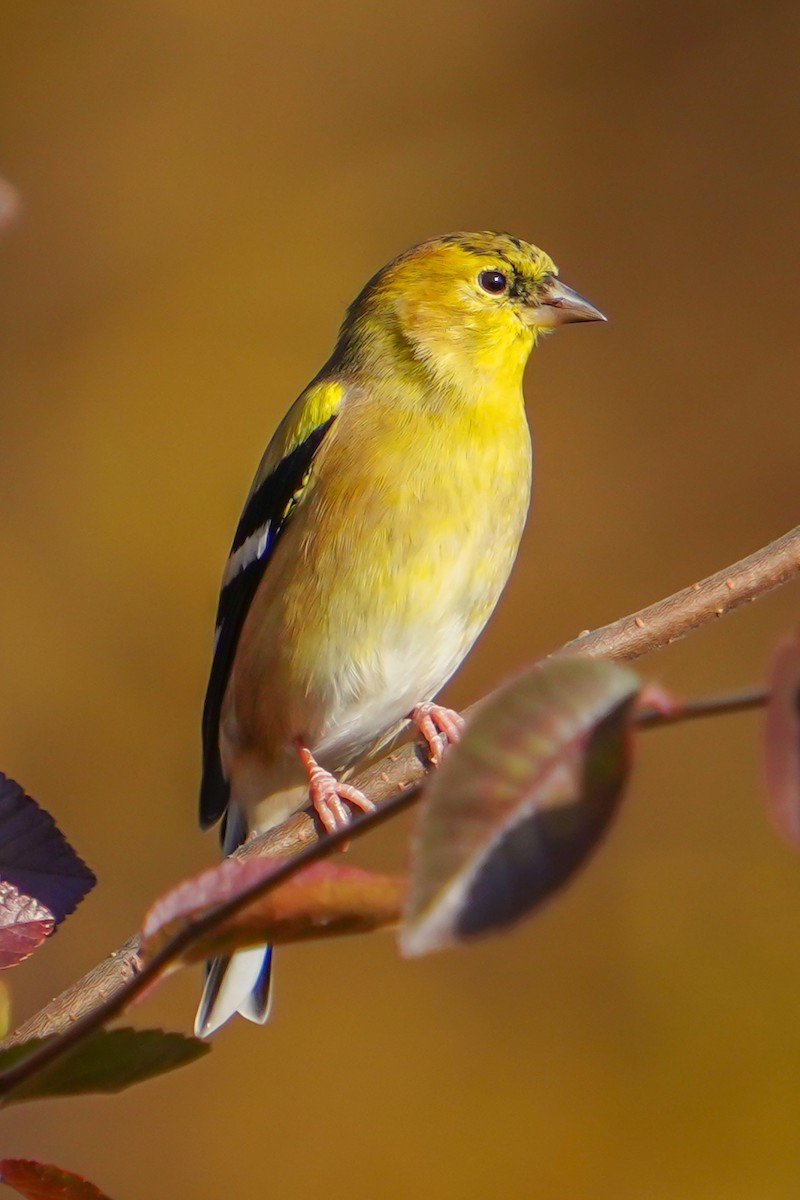American Goldfinch - ML645369742