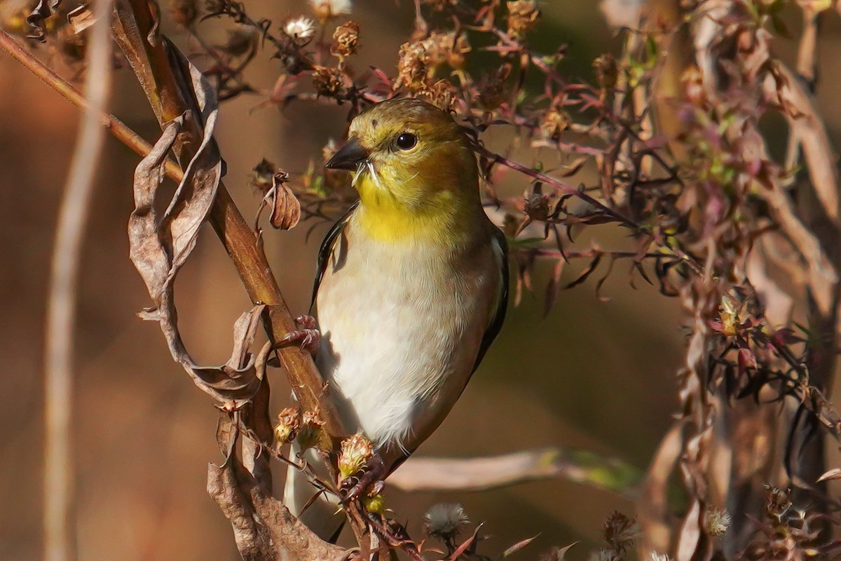 American Goldfinch - ML645369743