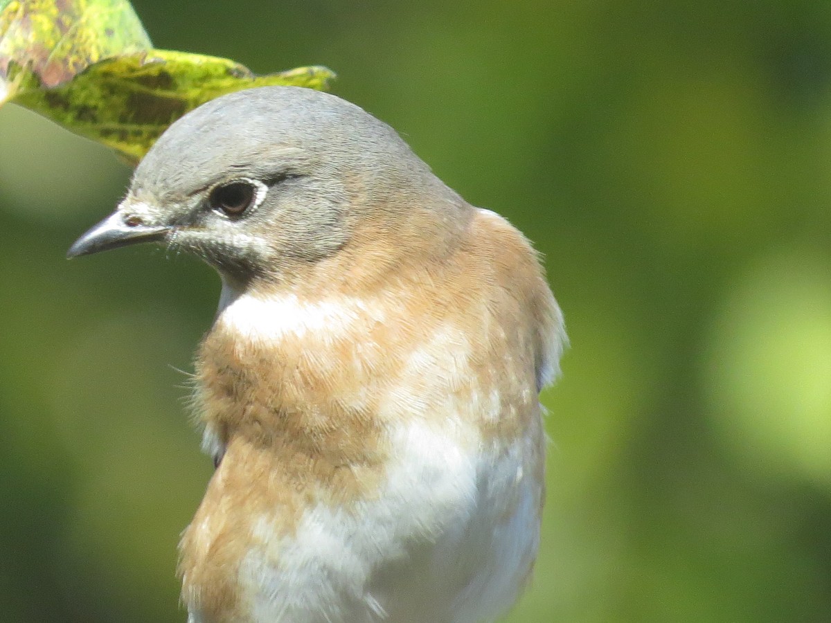 Eastern Bluebird - ML645369748