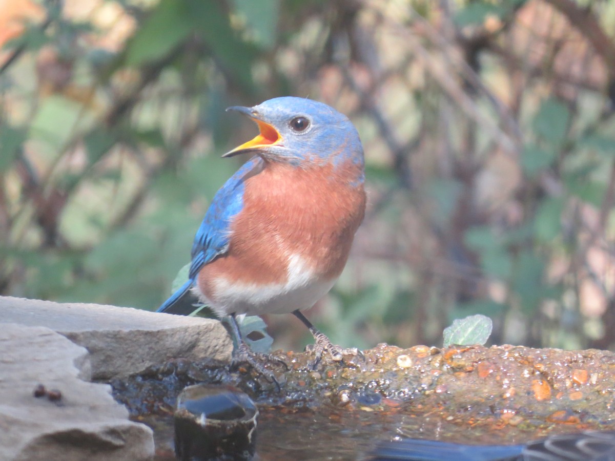 Eastern Bluebird - ML645369749