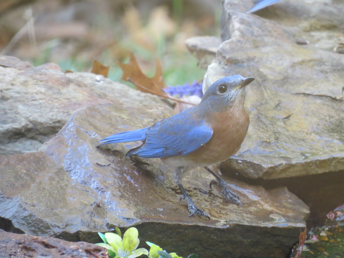 Eastern Bluebird - ML645369750