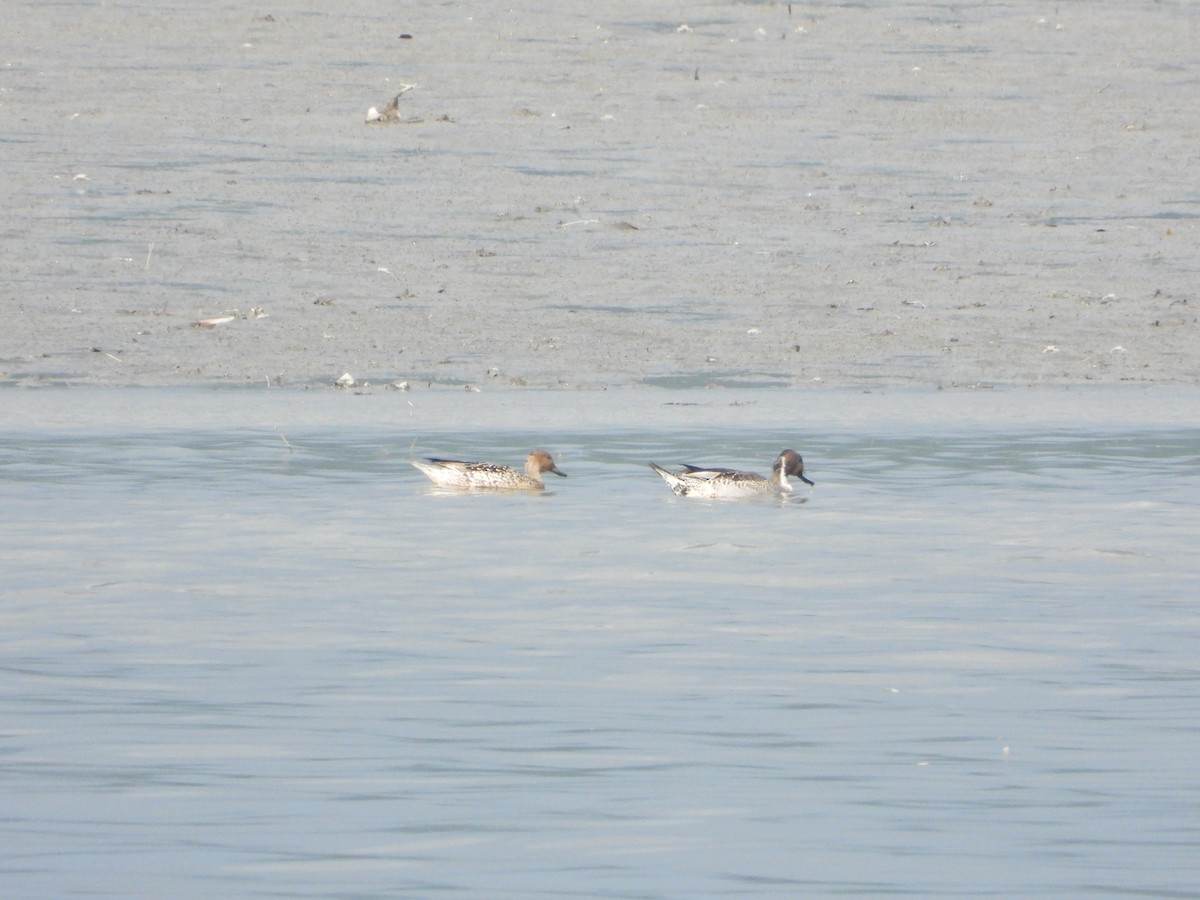 Northern Pintail - ML645369757