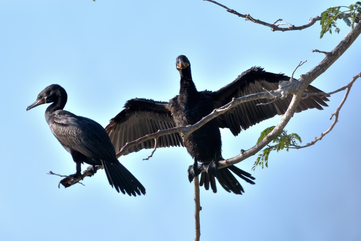 Neotropic Cormorant - ML645369759