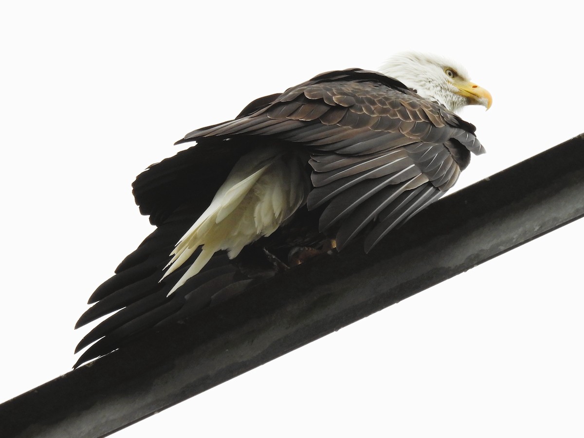 Bald Eagle - ML645369761
