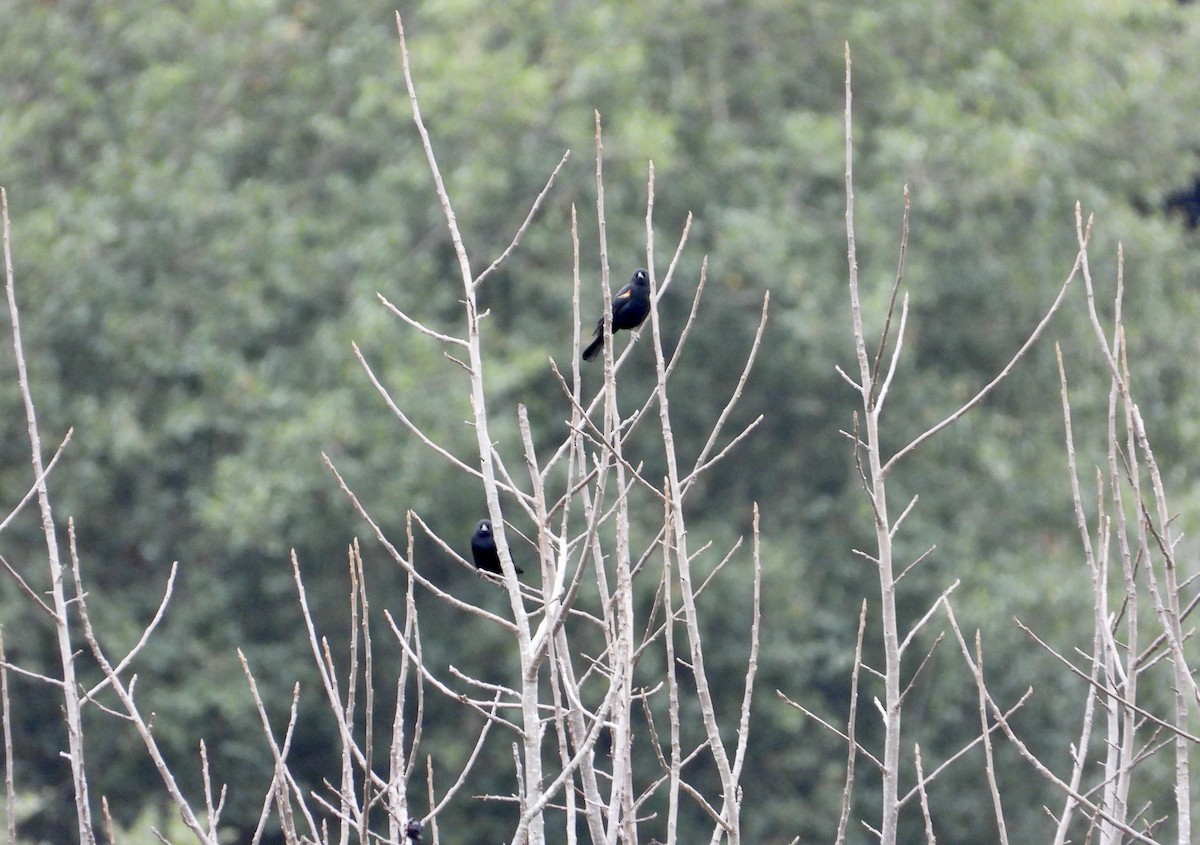 Red-winged Blackbird - ML645369762