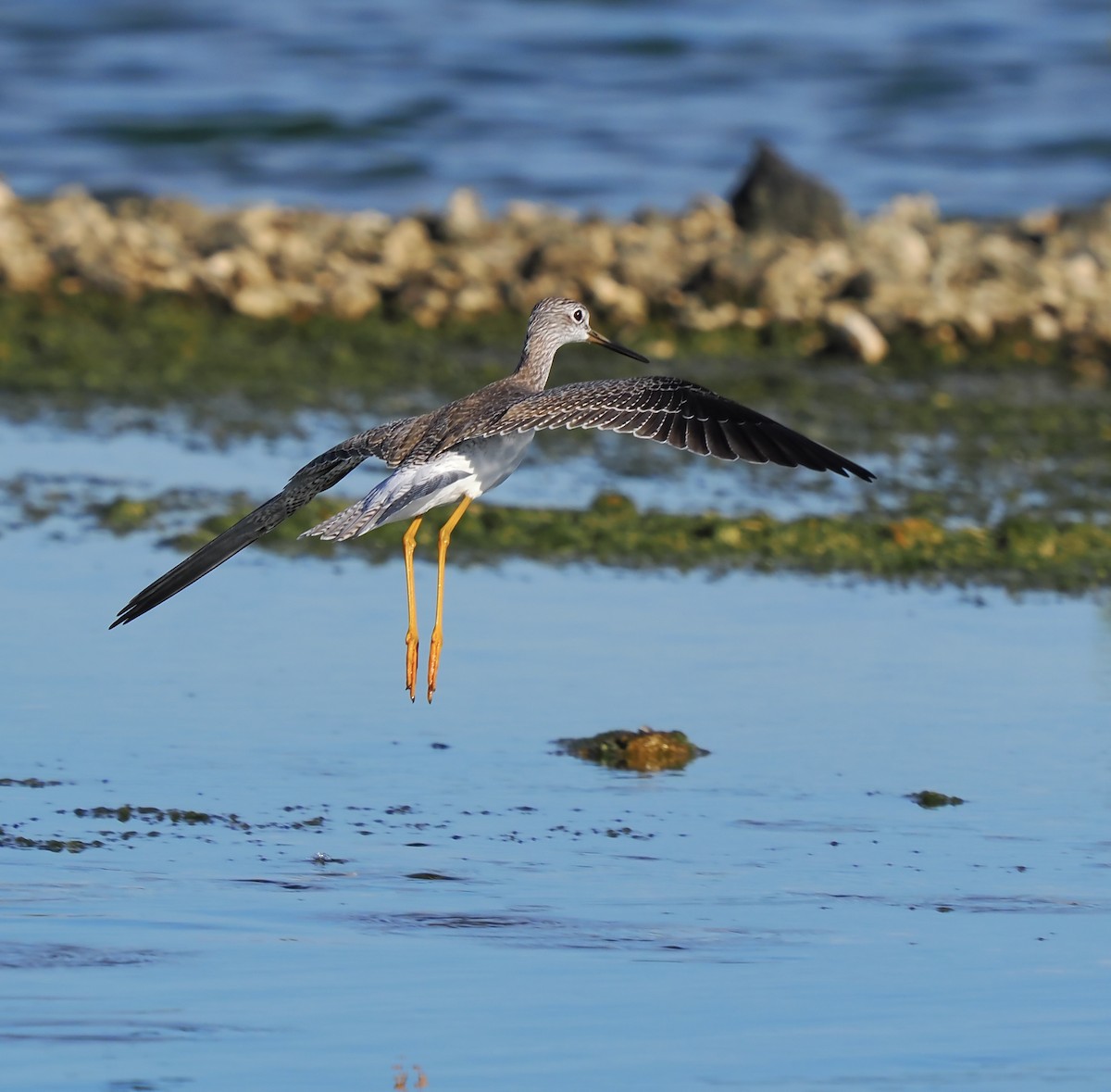 Greater Yellowlegs - ML645369763