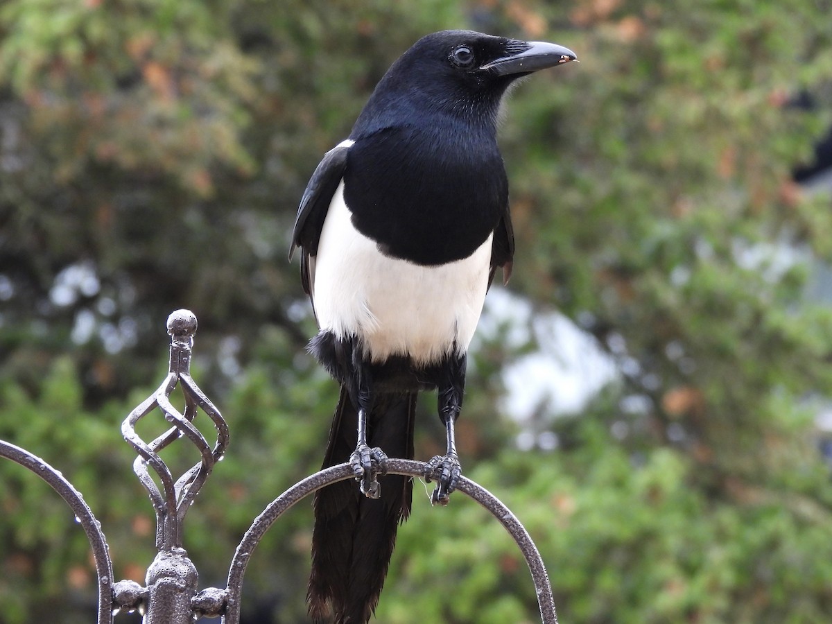 Black-billed Magpie - ML645369765