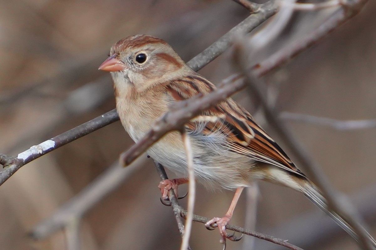 Field Sparrow - ML645369768