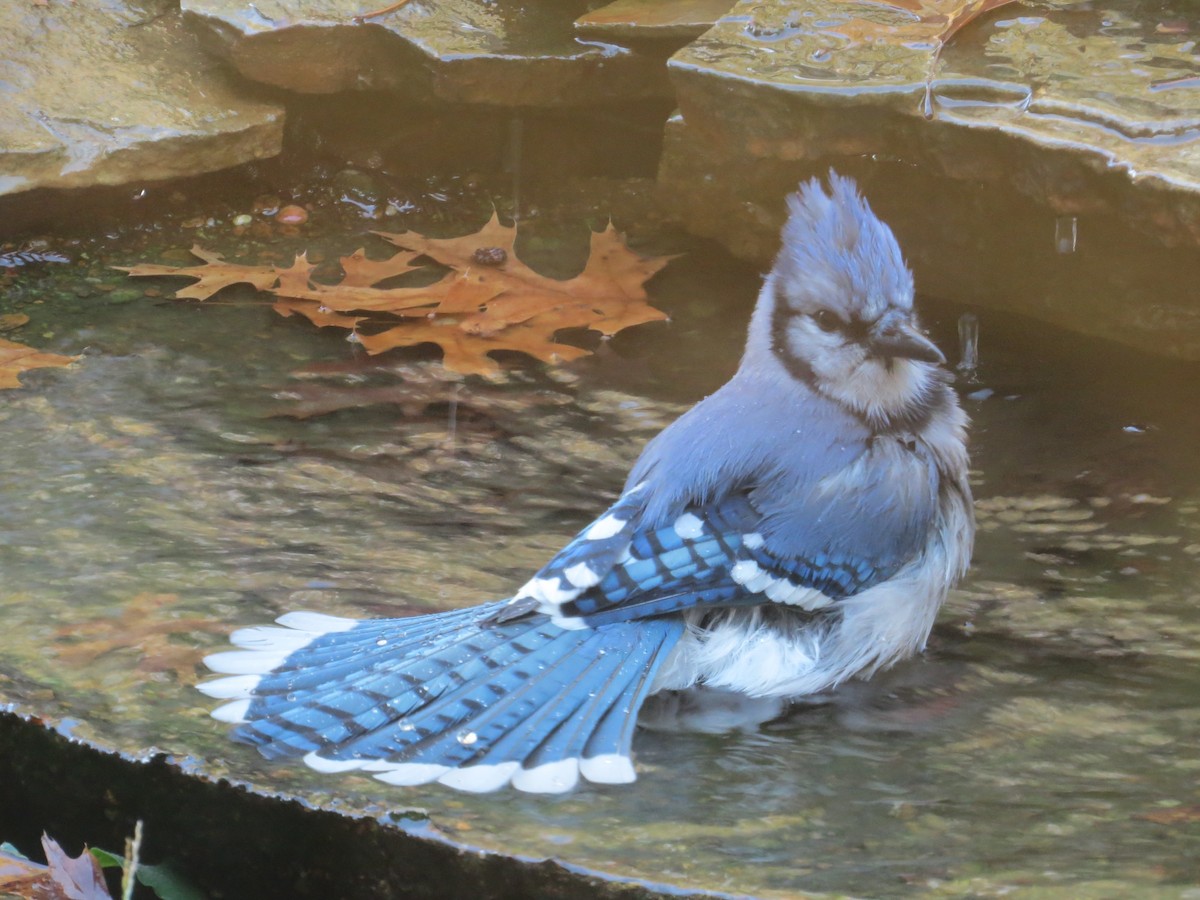 Blue Jay - ML645369769