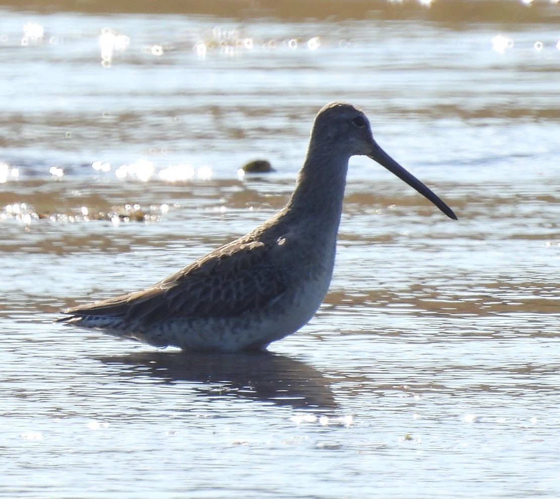 Short-billed/Long-billed Dowitcher - ML645369770