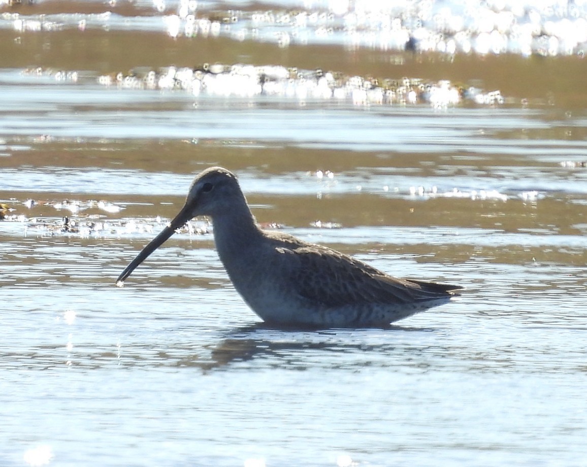 Short-billed/Long-billed Dowitcher - ML645369771