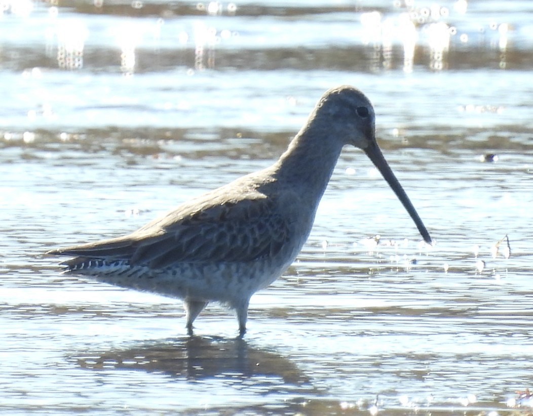 Short-billed/Long-billed Dowitcher - ML645369772