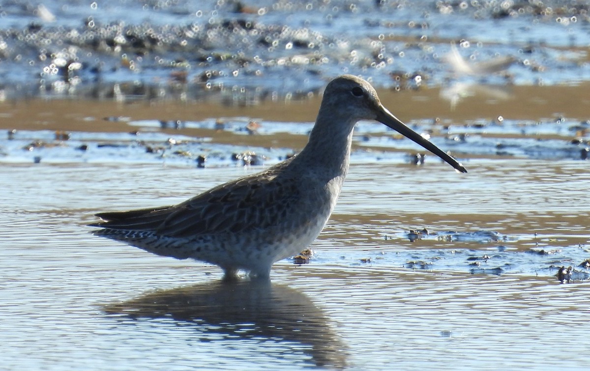 Short-billed/Long-billed Dowitcher - ML645369773