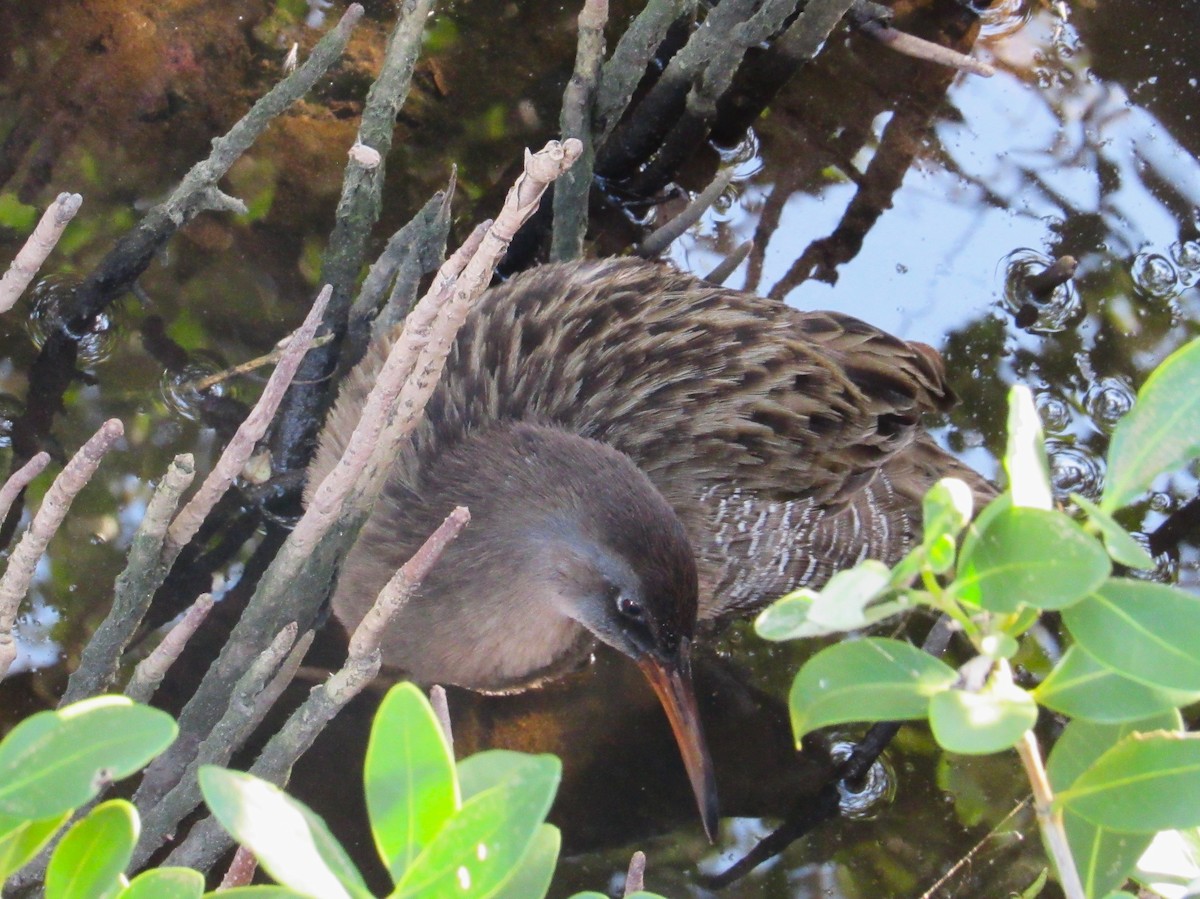 Clapper Rail (Gulf Coast) - ML645369774
