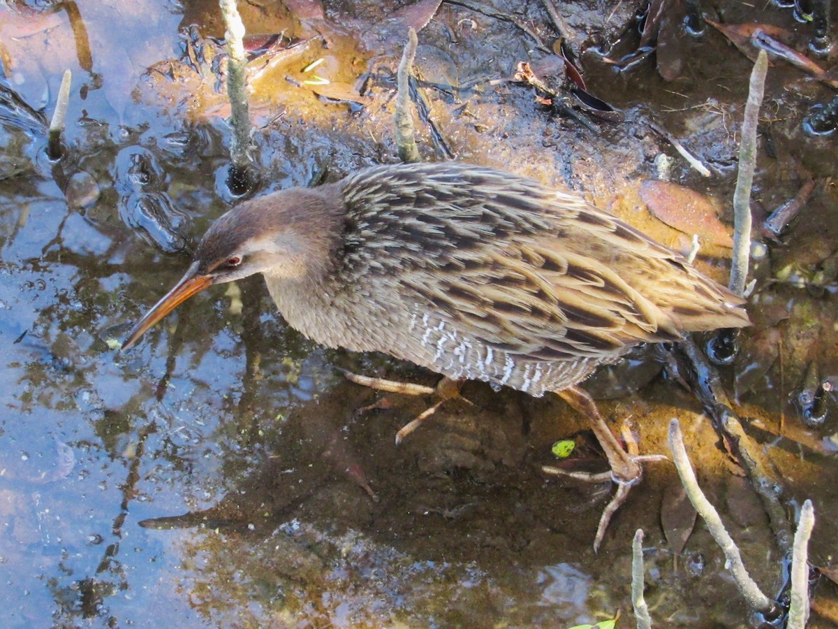 Clapper Rail (Gulf Coast) - ML645369775