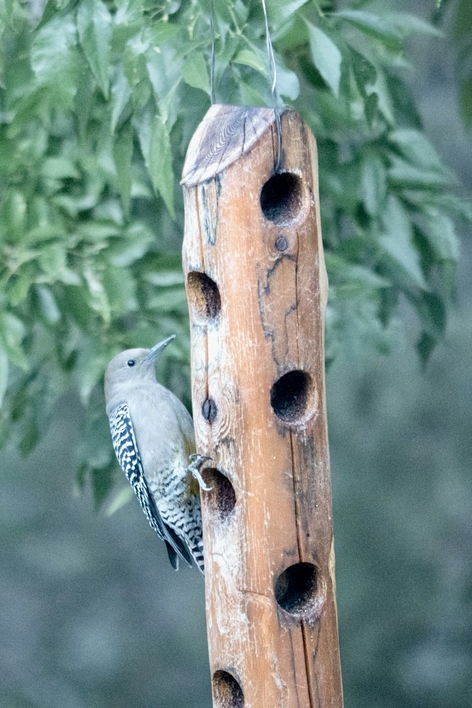 Gila Woodpecker - ML645369776