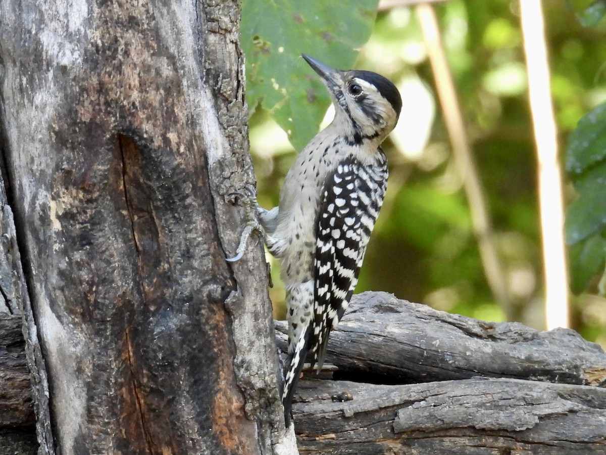 Ladder-backed Woodpecker - ML645369777