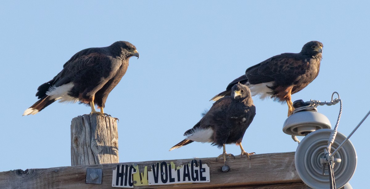 Harris's Hawk - ML645369778