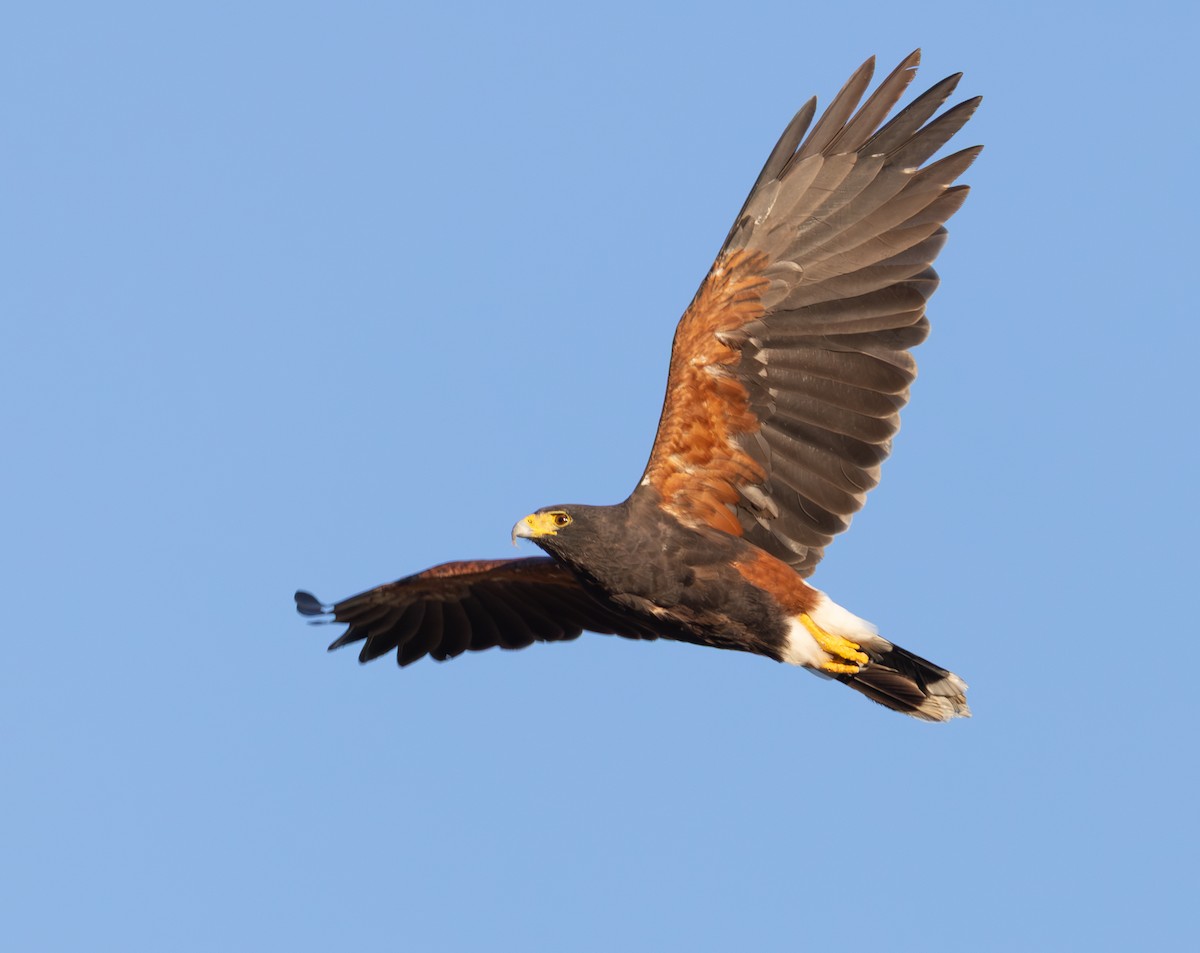 Harris's Hawk - ML645369779