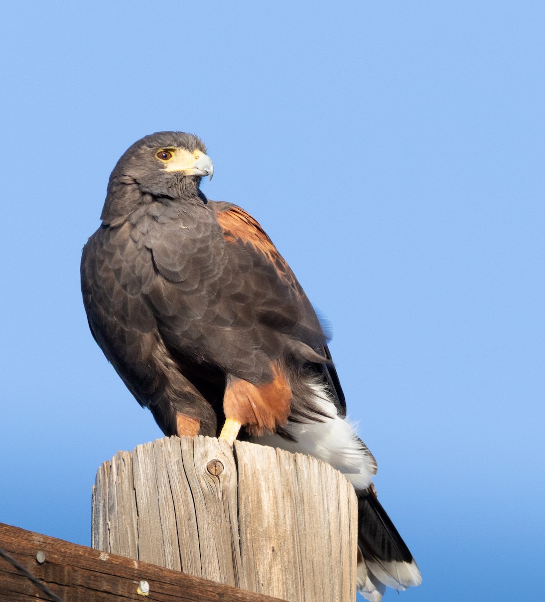 Harris's Hawk - ML645369780