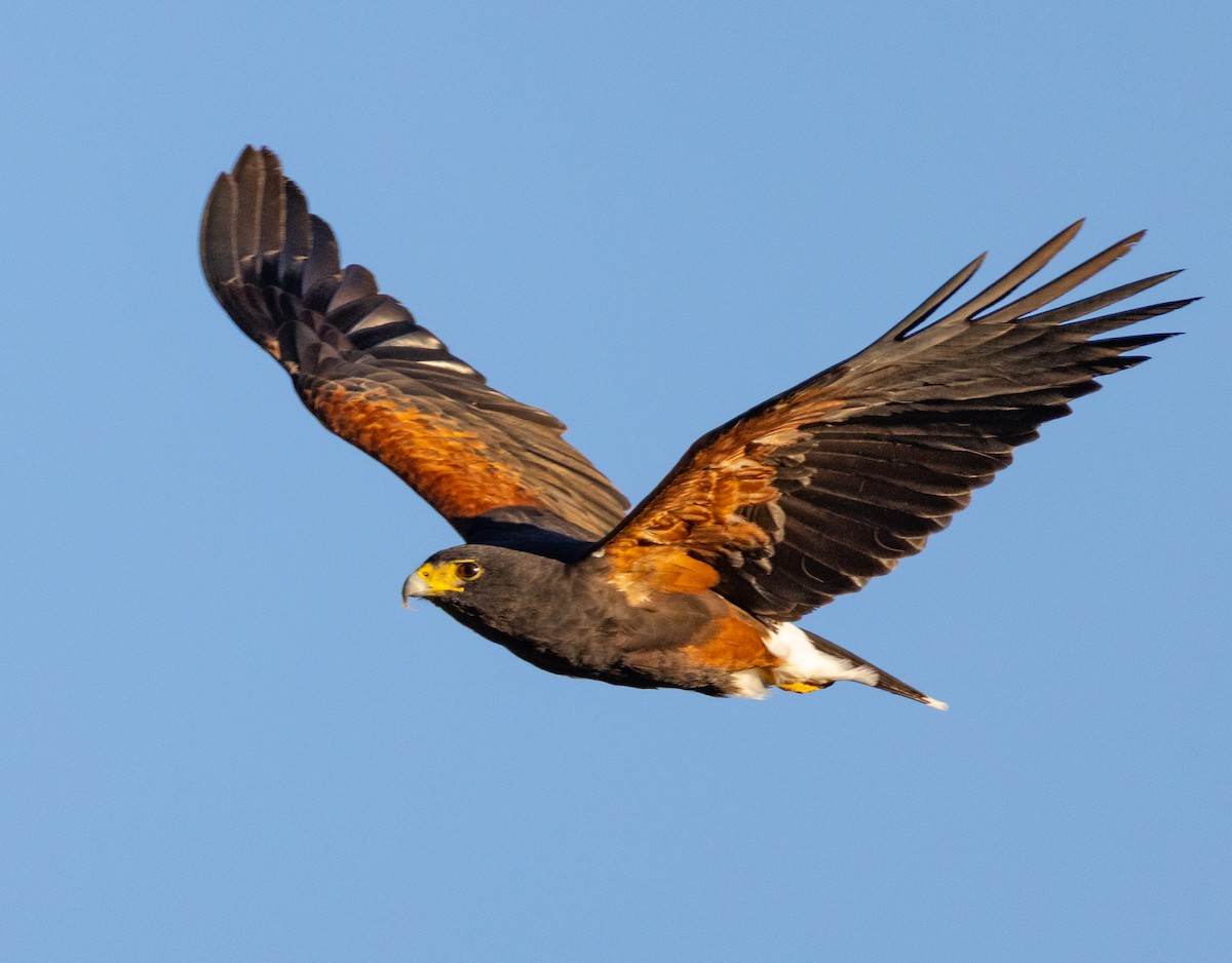 Harris's Hawk - ML645369781