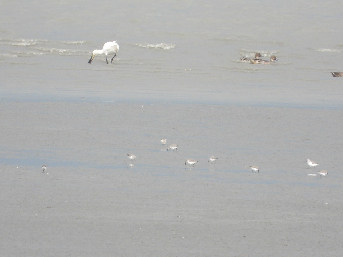 Dunlin - ML645369782