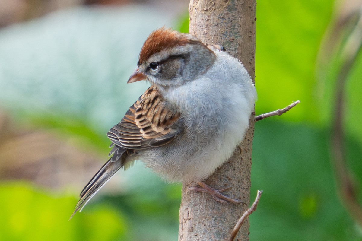Chipping Sparrow - ML645369783