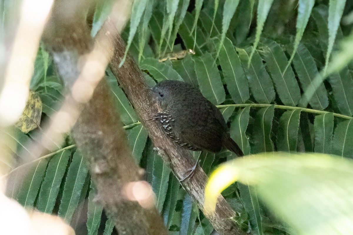 Mishmi Wren-Babbler - ML645369784