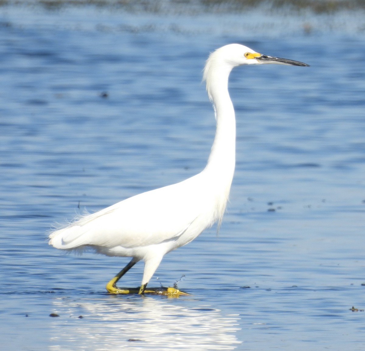 Snowy Egret - ML645369785