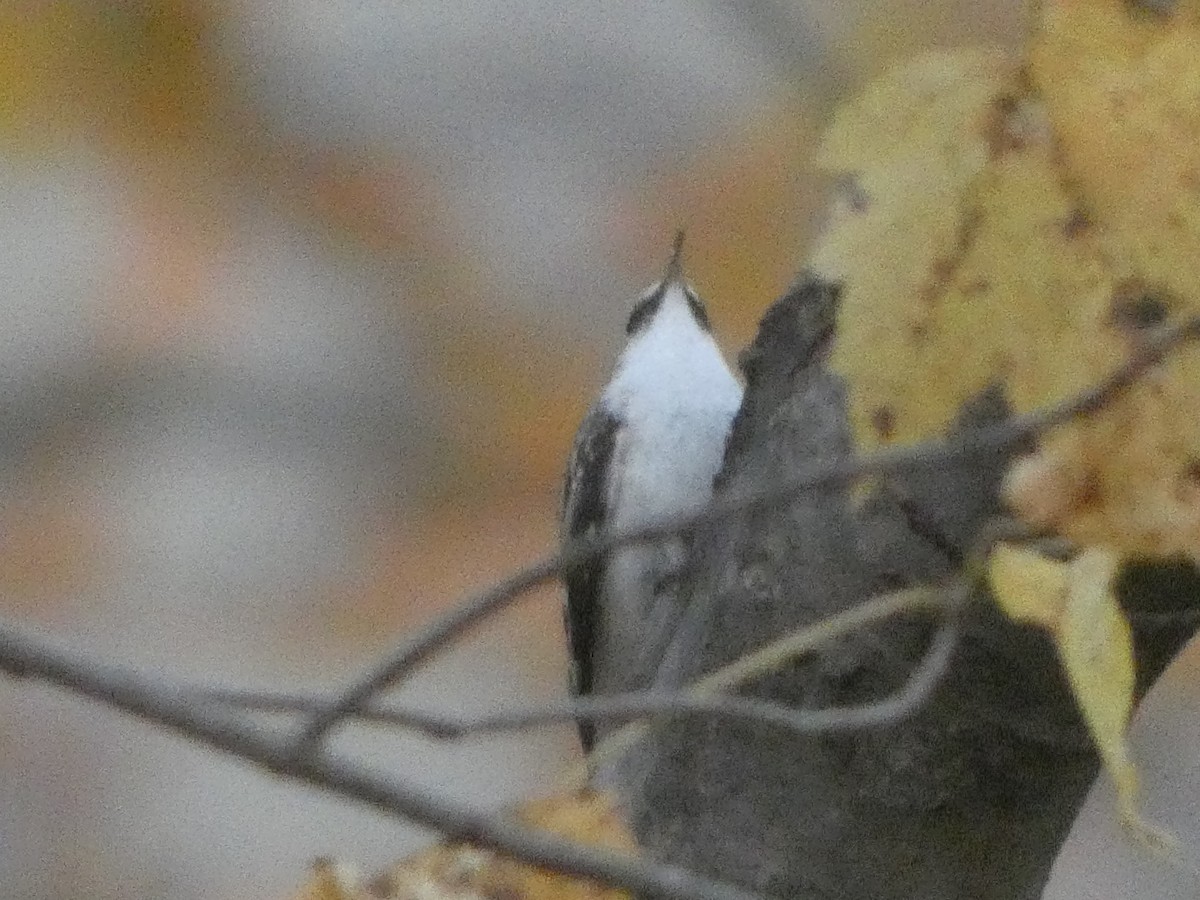 Brown Creeper - ML645369789