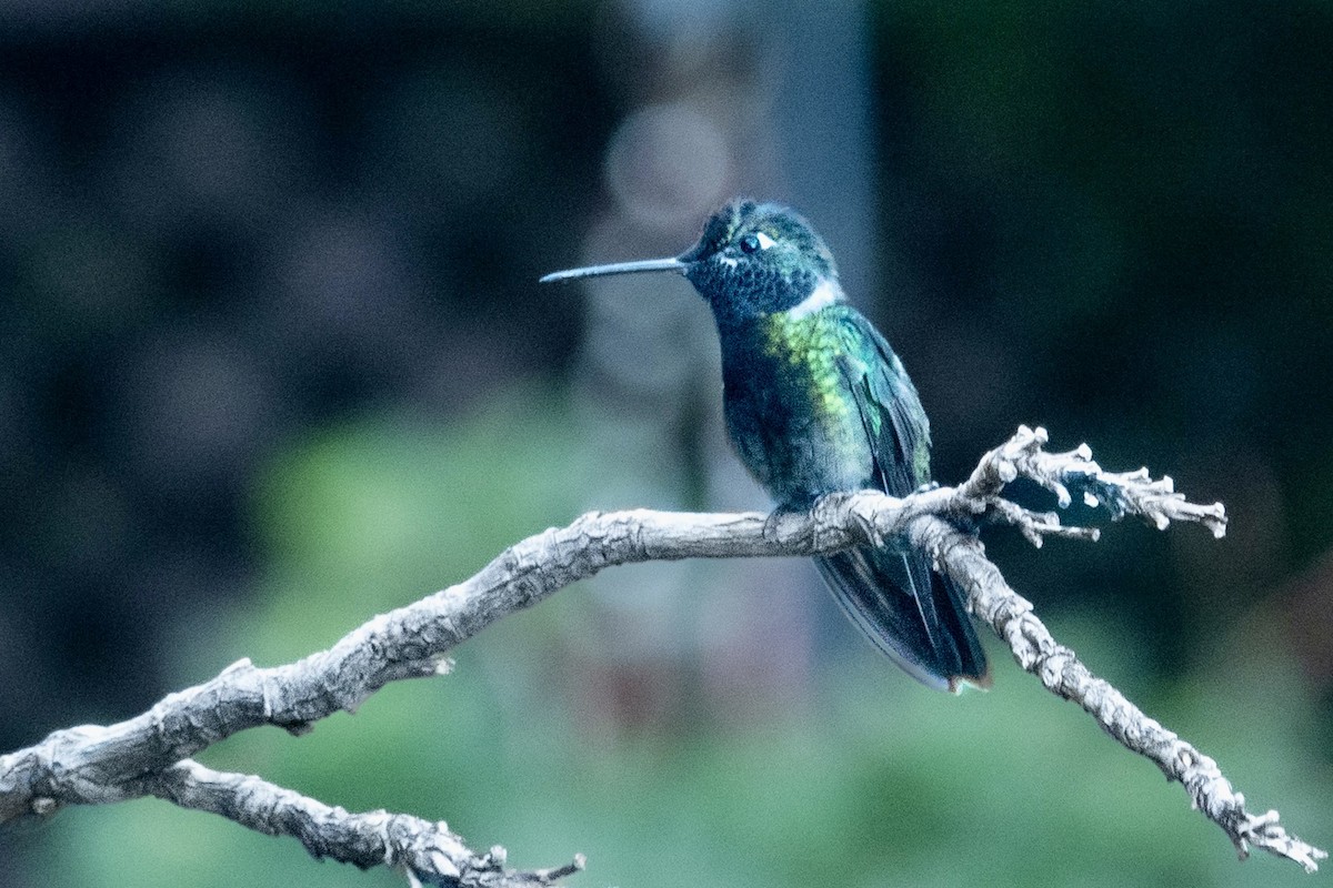 Rivoli's Hummingbird - ML645369790
