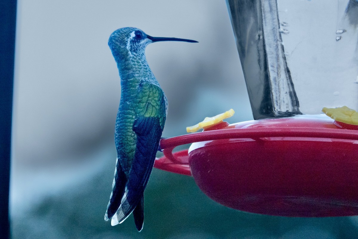 Rivoli's Hummingbird - ML645369791