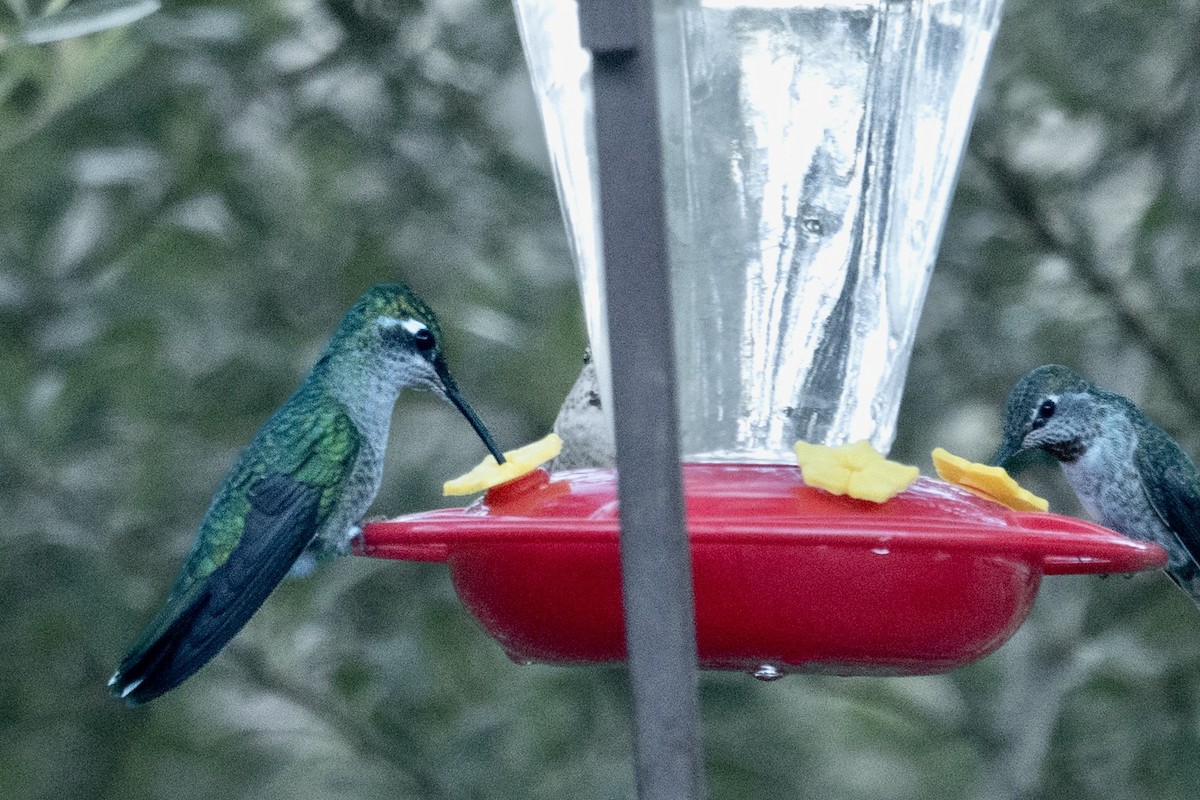 Rivoli's Hummingbird - ML645369792