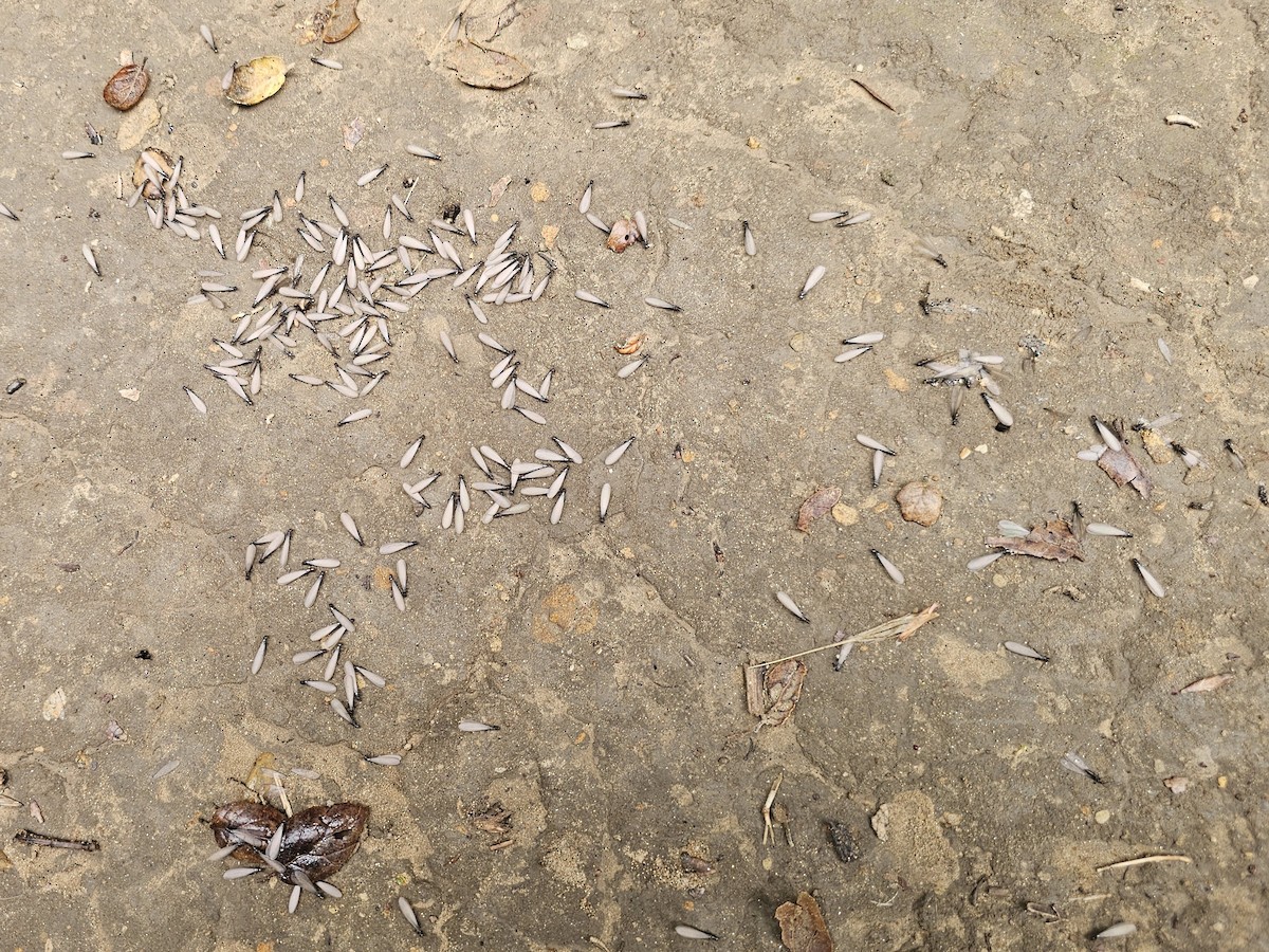 Western Subterranean Termite - ML645369793