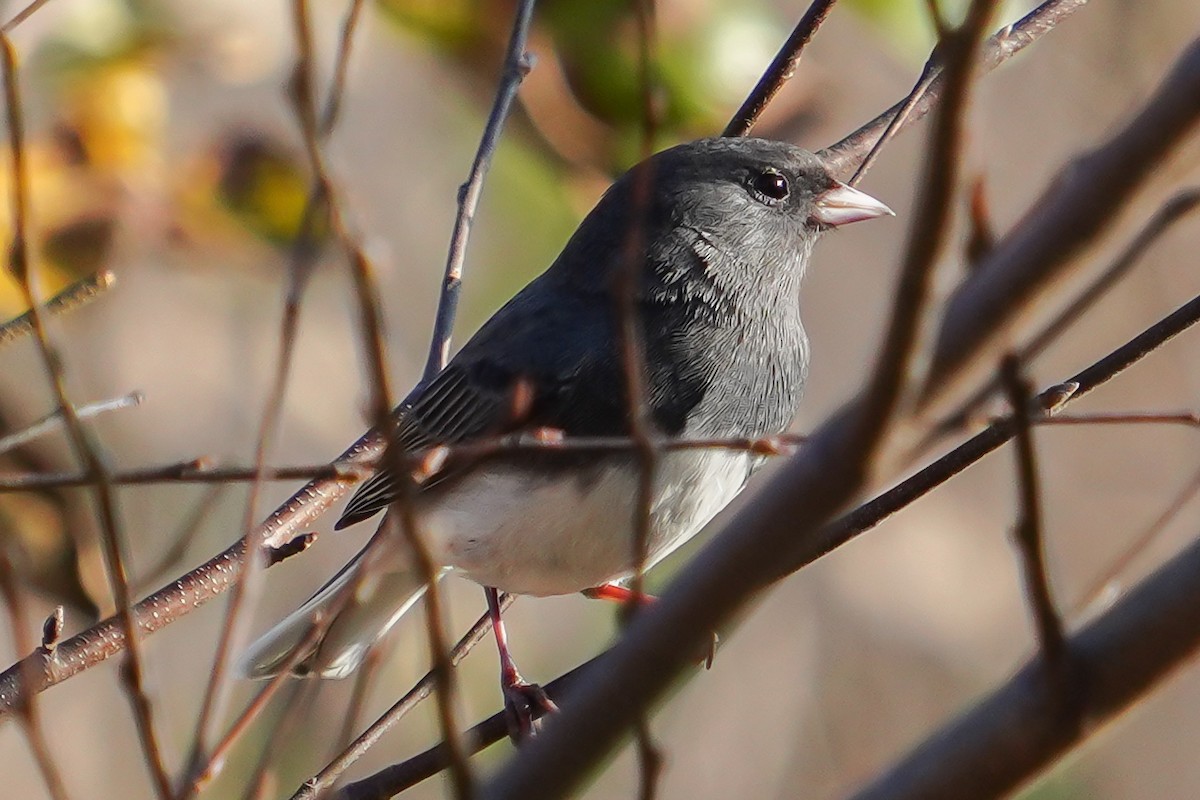 Dark-eyed Junco - ML645369794