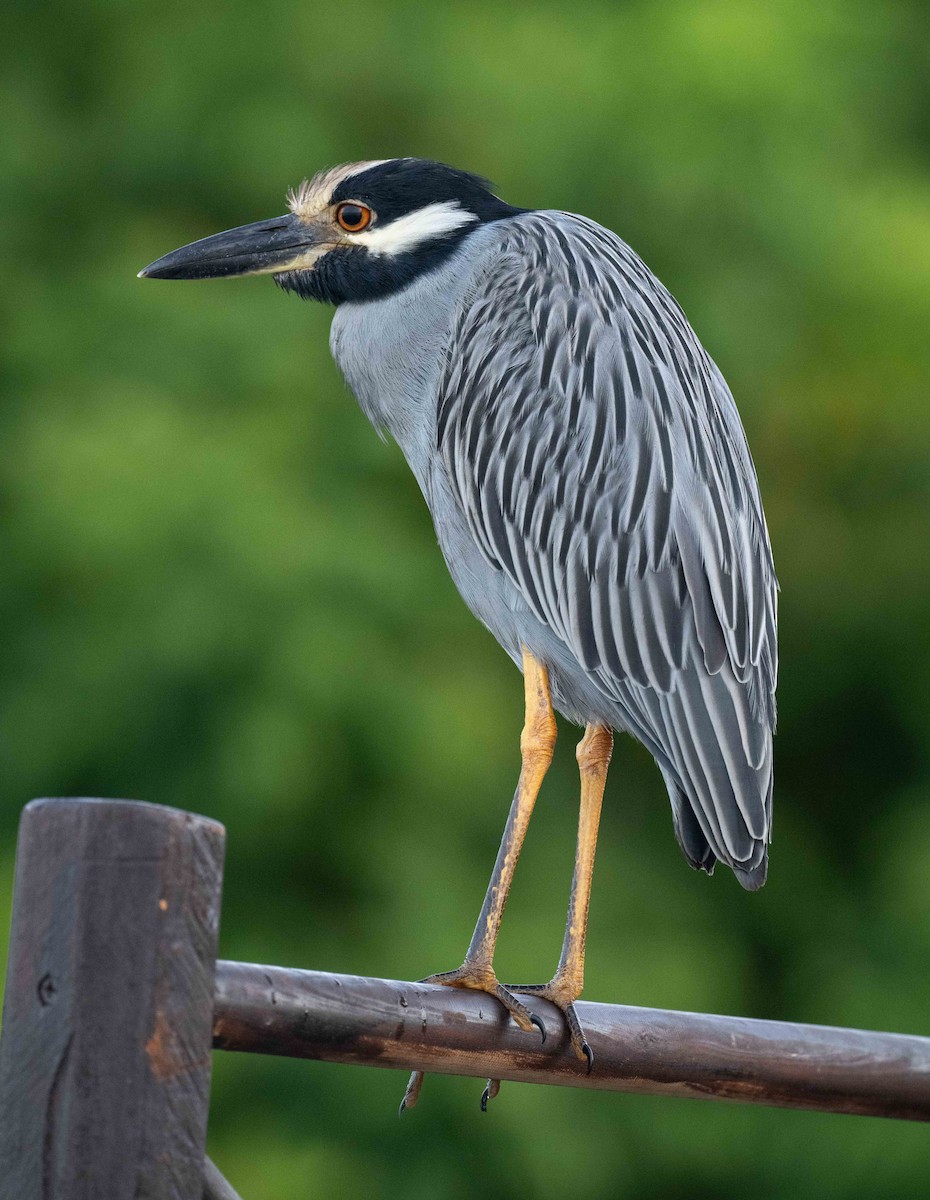 Yellow-crowned Night Heron - ML645369799