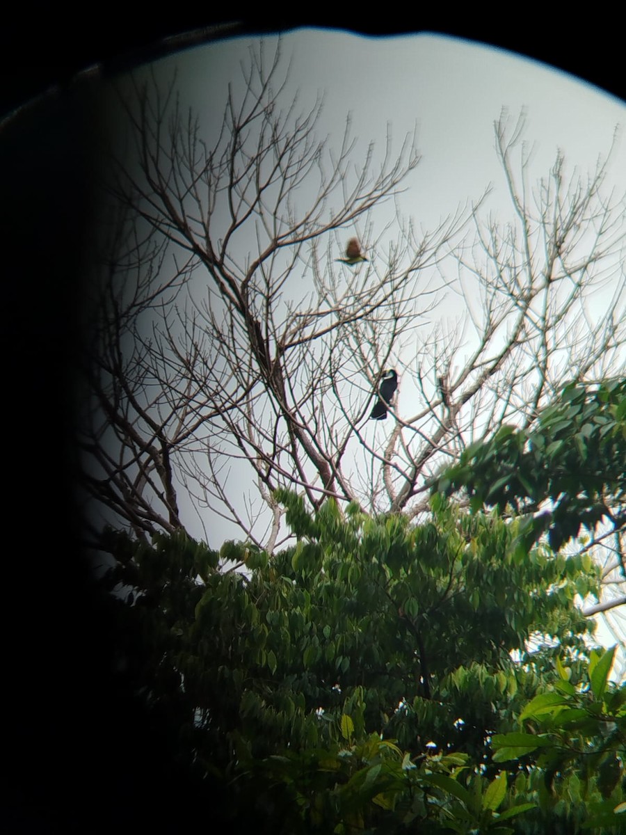 White-throated Toucan - ML645369805