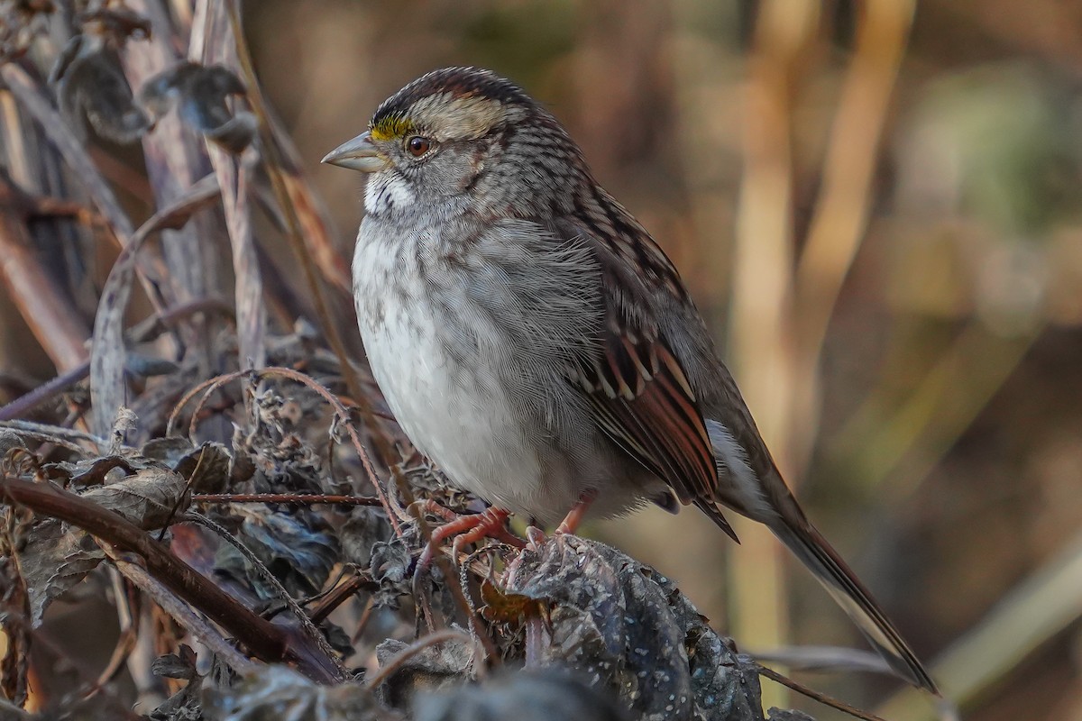 White-throated Sparrow - ML645369808