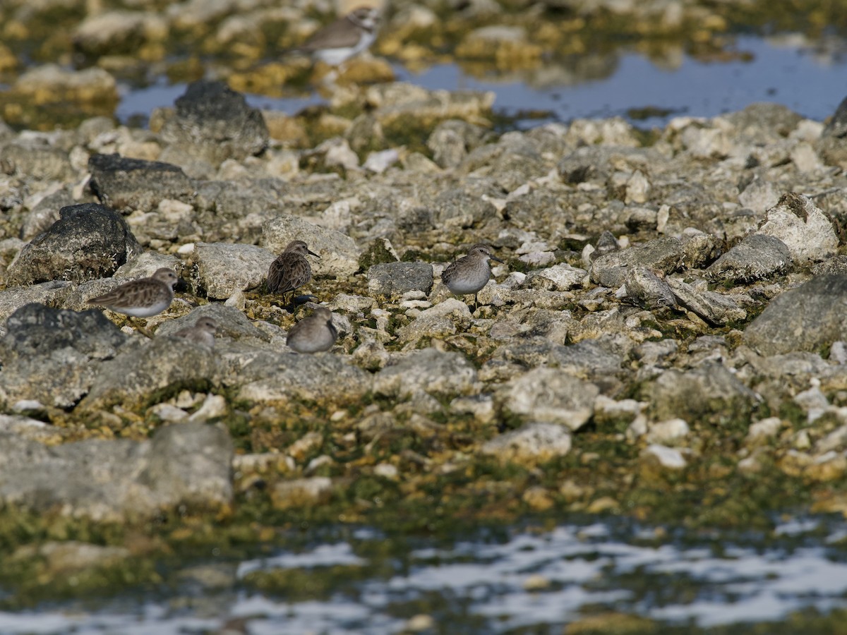 Txirri nanoa - ML645369814