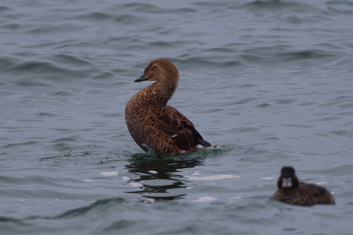 King Eider - ML645369818