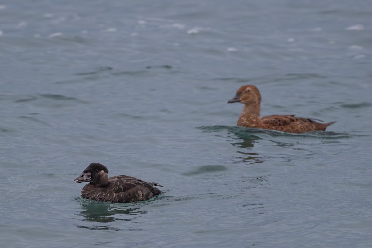 King Eider - ML645369819