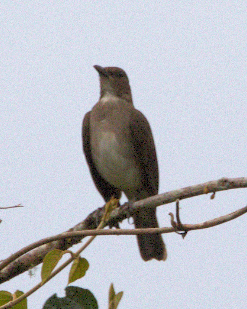 Zorzal Piquinegro - ML645369824