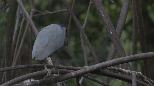 Boat-billed Heron - ML645369827