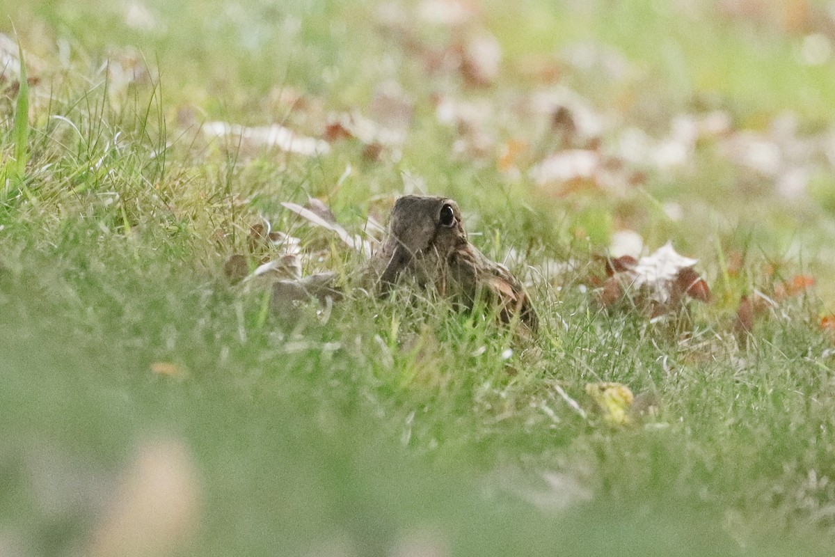 American Woodcock - ML645369829